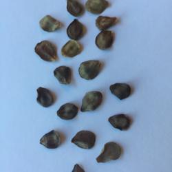 Location: North Carolian
Date: 2017-12-10
Asclepias californica seeds