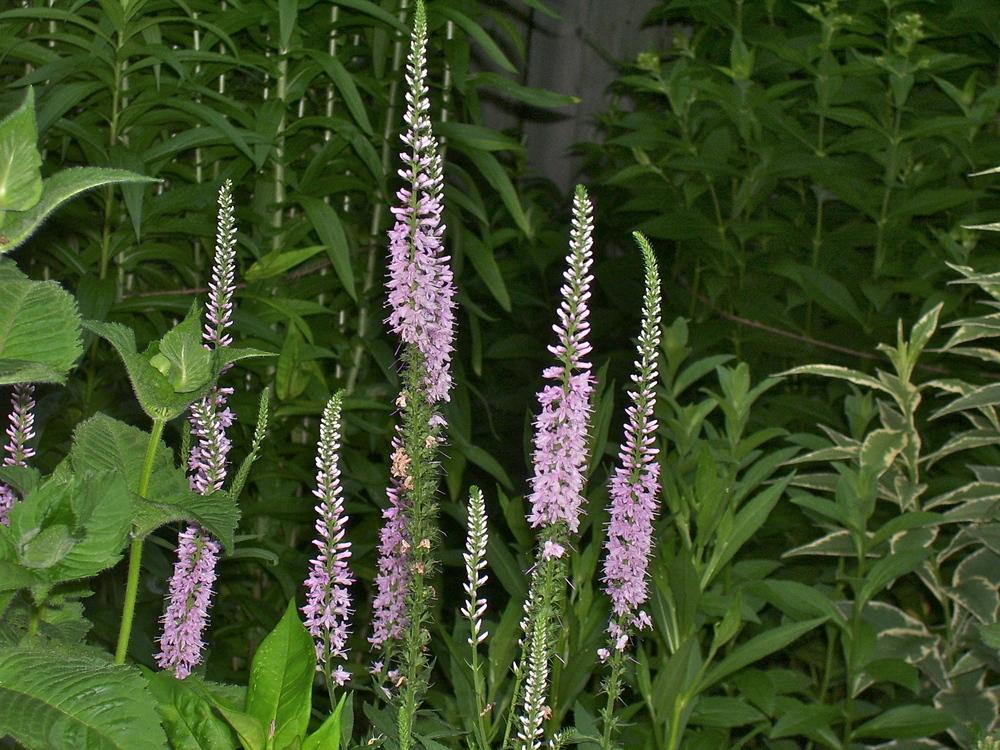 Veronicas Plant Care and Collection of Varieties