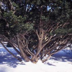 Location: Morton Arboretum in Lisle, Illinois
Date: winter in the 1980's
a large shrub-tree