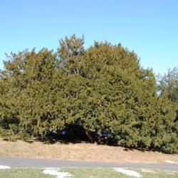 Location: Tyler Arboretum in southeast PA
Date: 2010-01-09
a large mother species shrub-tree