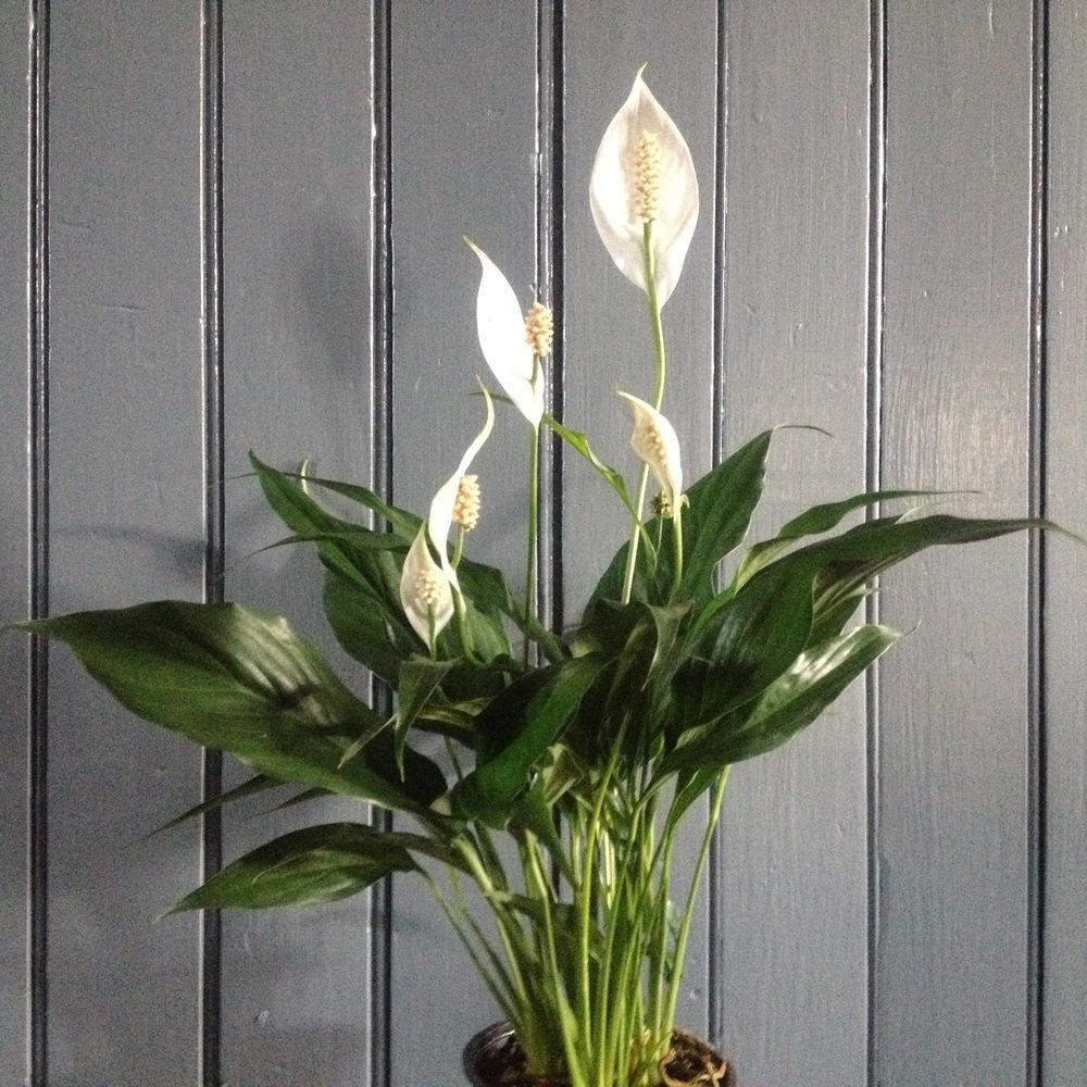Photo of Peace Lilies (Spathiphyllum) uploaded by csandt