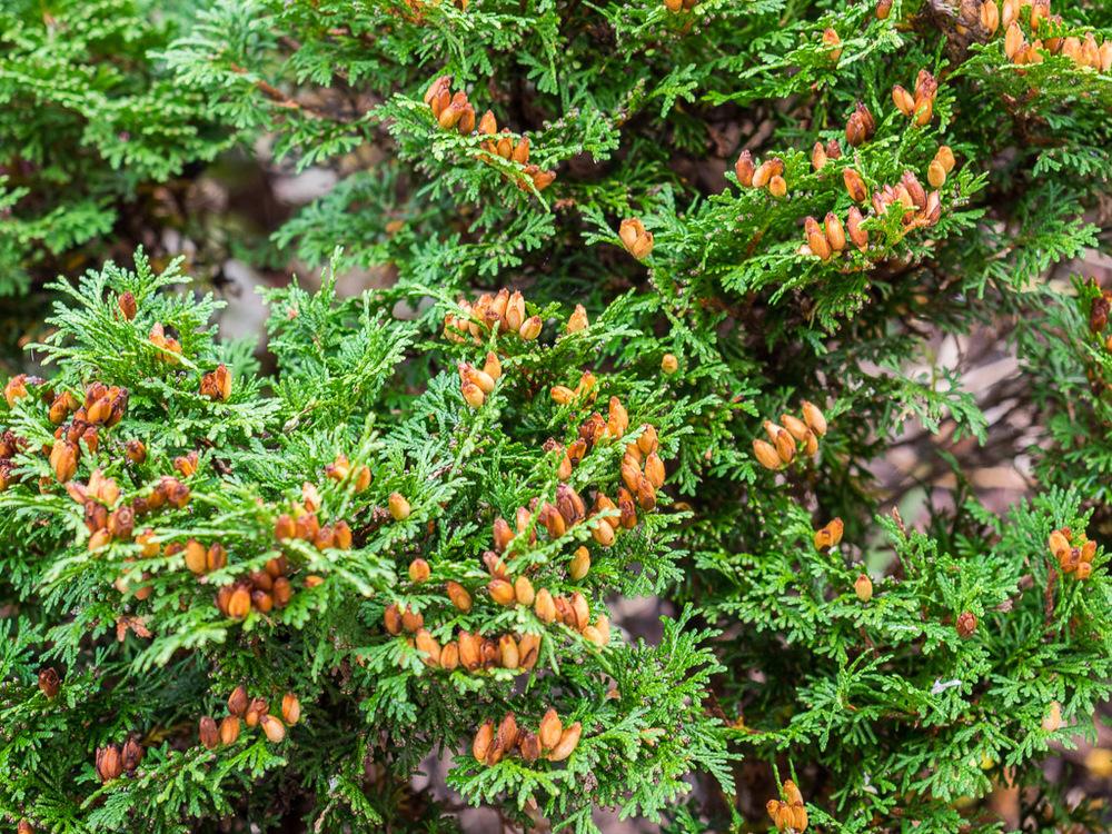 Arborvitaes Plant Care and Collection of Varieties