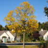 young tree in autumn