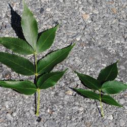 Location: Downingtown, Pennsylvania
Date: 2017-08-01
two leaves, one with 5 leaflets and one with 7