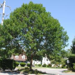 Location: Downingtown, Pennsylvania
Date: 2017-08-01
mature tree in summer