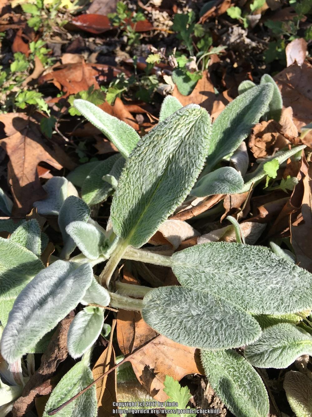 Photo of Lambs' Ears (Stachys byzantina) uploaded by chickhill