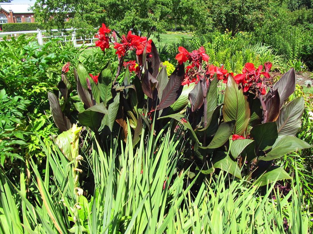 Photo of Cannas (Canna) uploaded by jmorth