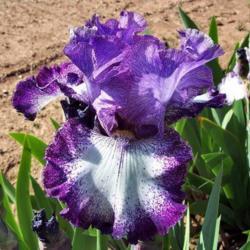 Location: Catheys Valley Californi
Photo courtesy of Superstition Iris Gardens, posted with permissi