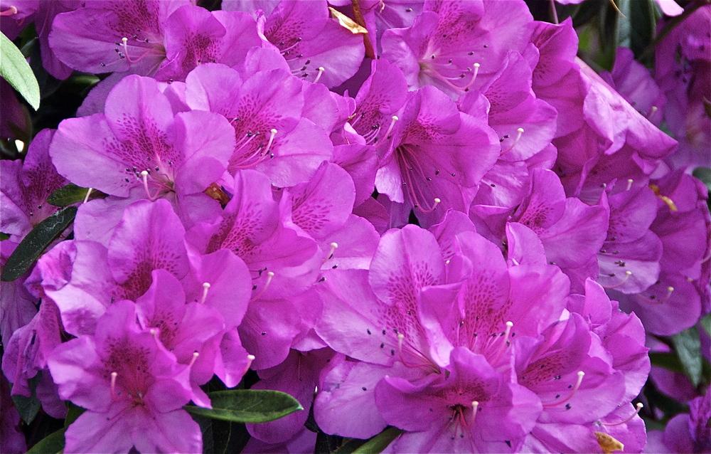 Photo of Rhododendrons (Rhododendron) uploaded by Fleur569