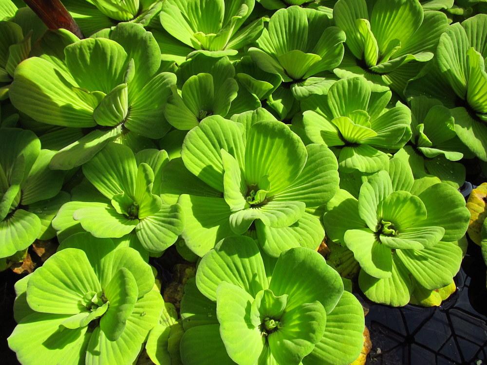 Photo of Water Lettuce (Pistia stratiotes) uploaded by jmorth