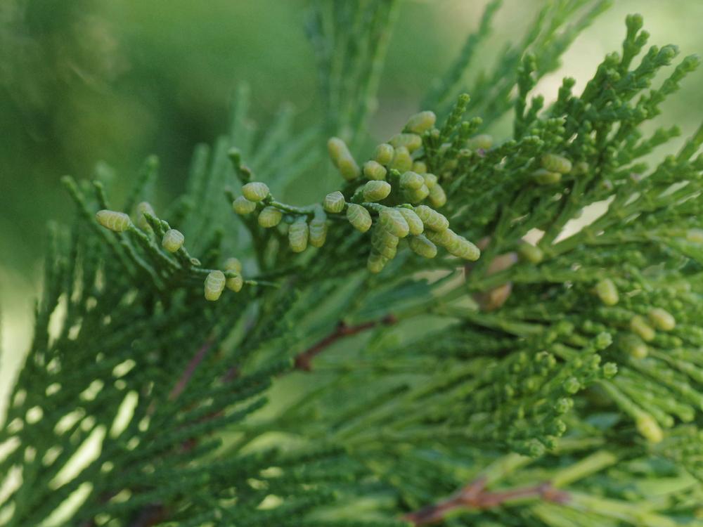 Photo of Incense Cedar (Calocedrus decurrens) uploaded by dirtdorphins