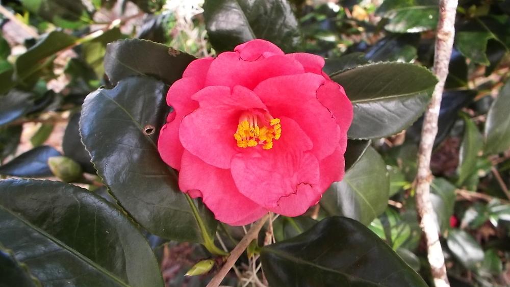Photo of Camellias (Camellia) uploaded by flaflwrgrl