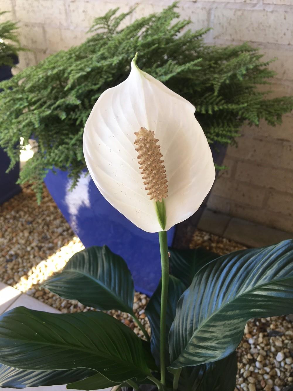 Photo of Peace Lilies (Spathiphyllum) uploaded by carolem