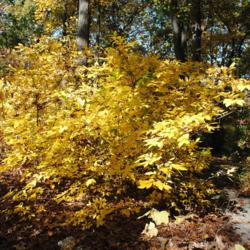 Location: Jenkins Arboretum in Berwyn, PA
Date: 2012-10-21
group of full-grown shrubs in autumn