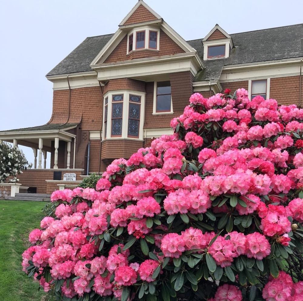 Photo of Rhododendrons (Rhododendron) uploaded by Calif_Sue