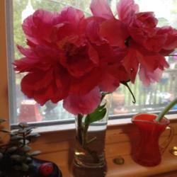Location: In my garden, Falls Church, VA
Date: 2017-04-18
Cut blooms from my garden