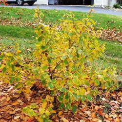 Location: West Chester, Pennsylvania
Date: 2015-11-02
mostly autumn yellow color present