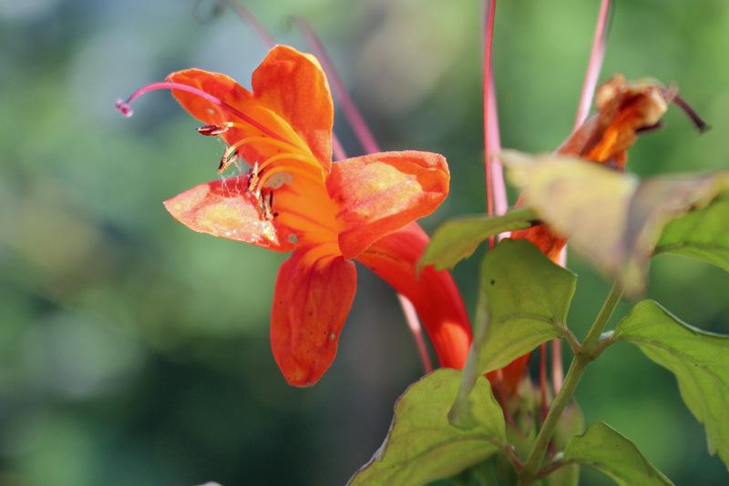 Photo of Cape Honeysuckle (Tecoma capensis) uploaded by RuuddeBlock