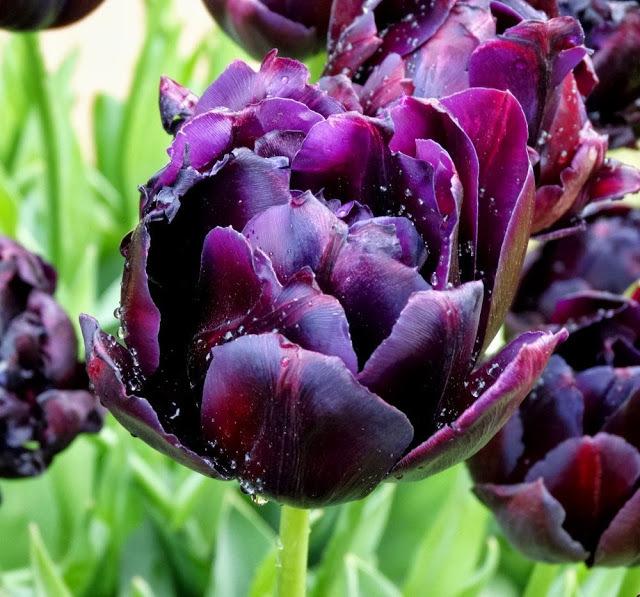 Photo of Double Late Tulip (Tulipa 'Black Hero') uploaded by carolem