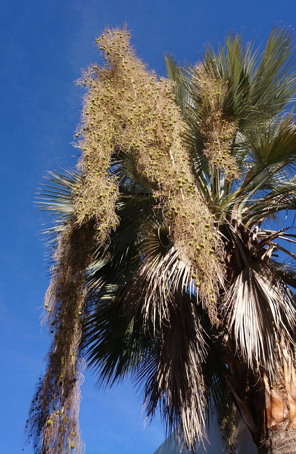 Photo of Mexican Blue Palm (Brahea armata) uploaded by Baja_Costero
