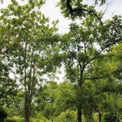 Location: Morton Arboretum in Lisle, Illinois
Date: 2015-06-24
two maturing trees in middle of photo