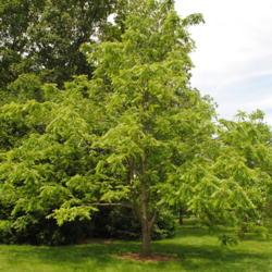 Location: Morton Arboretum in Lisle, Illinois
Date: 2015-06-19
tree in Midwest Collection