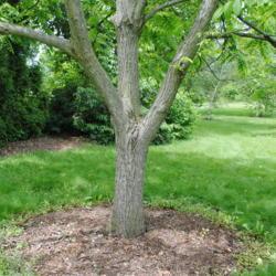 Location: Morton Arboretum in Lisle, Illinois
Date: 2015-06-19
maturing single trunk