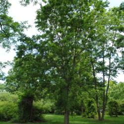 Location: Morton Arboretum in Lisle, Illinois
Date: 2015-06-19
maturing tree
