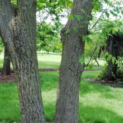 Location: Morton Arboretum in Lisle, Illinois
Date: 2015-06-19
trunks and bark