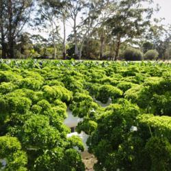 Location: Bobs Farm, N.S.W., Australia
Date: 2011-05-18
hydroponics using waste products from Barramundi farming.