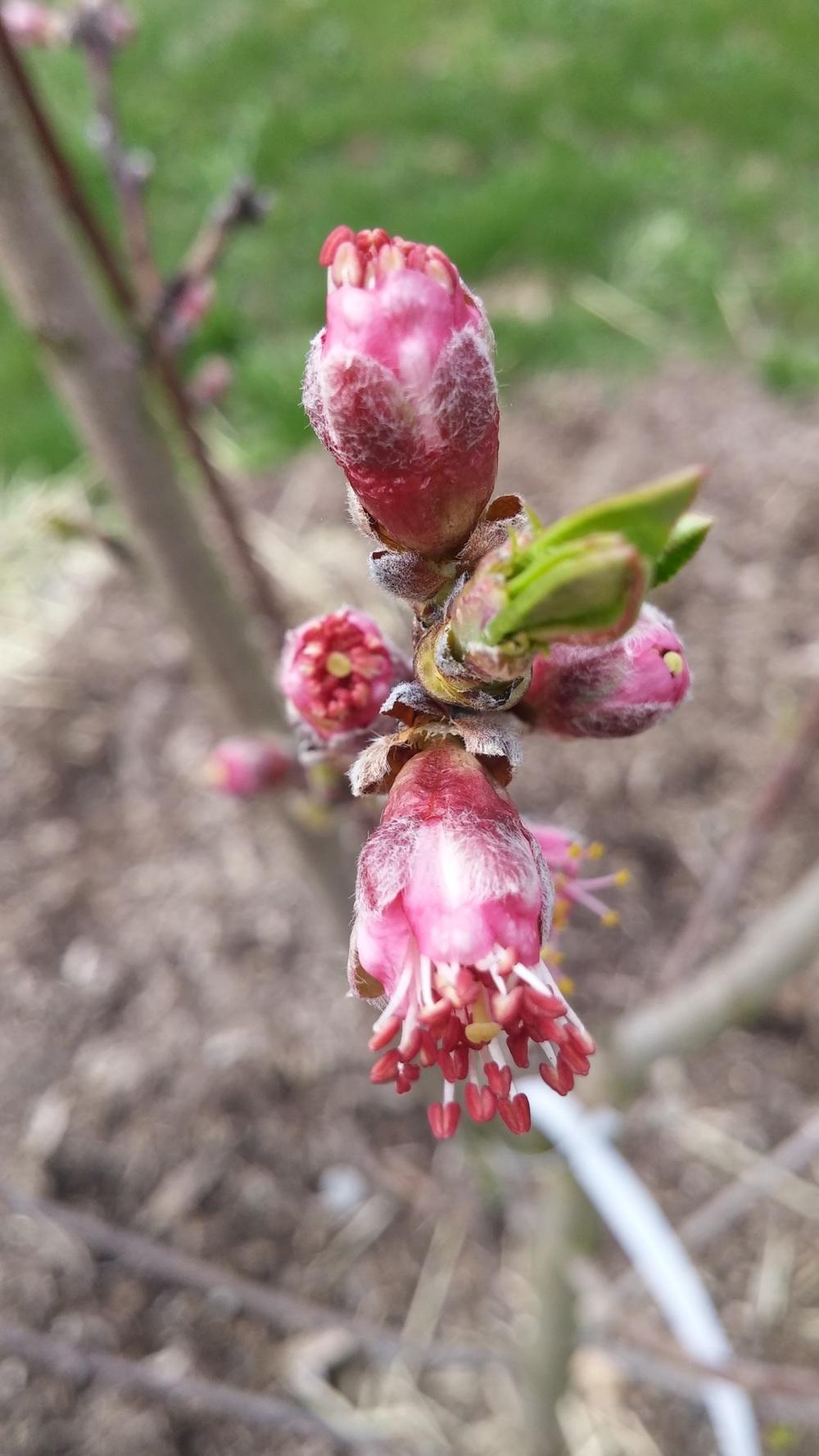 Peaches Plant Care and Collection of Varieties