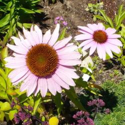 Location: Nora's Garden - Castlegar, B.C. 
Date: 2017-07-30
 - Two July blooms.