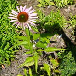 Location: Nora's Garden - Castlegar, B.C. 
Date: 2017-07-14
 - The tallest of my Echinaceas. 12:21 pm.