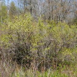 Location: Thomas Darling Preserve in Blakeslee, PA
Date: 2016-05-20
wild shrub just leafing out