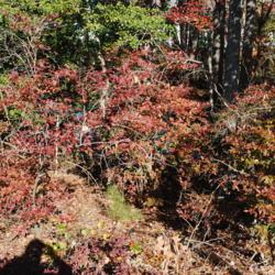 Location: Rehoboth Beach, Delaware
Date: 2011-10-30
wild group of shrubs in fall color