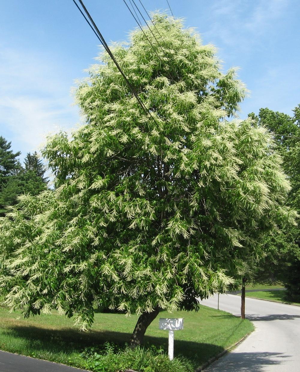 Photo of Sourwood (Oxydendrum arboreum) uploaded by ILPARW