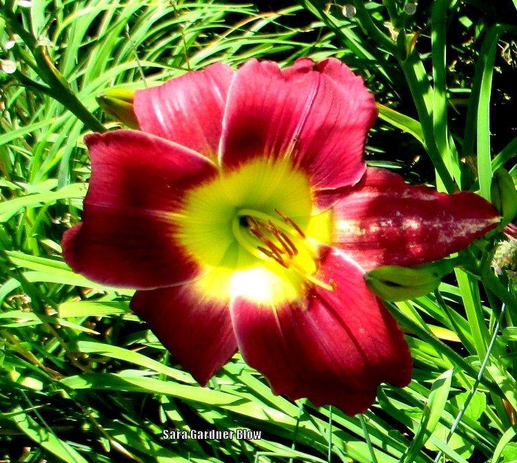 Photo of Daylilies (Hemerocallis) uploaded by SaraGB