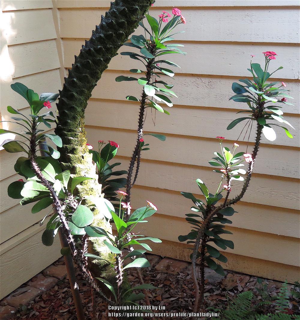 Photo of Crown of Thorns (Euphorbia milii) uploaded by plantladylin