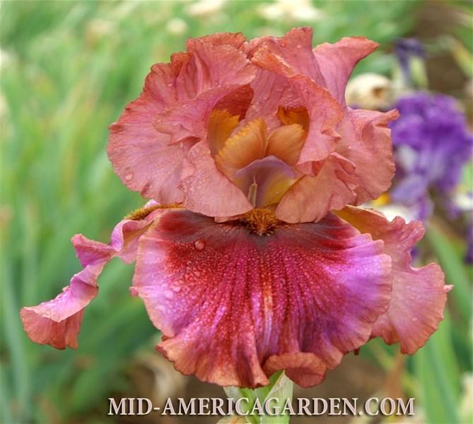 Photo of Tall Bearded Iris (Iris 'Hotsy Totsy') uploaded by Calif_Sue