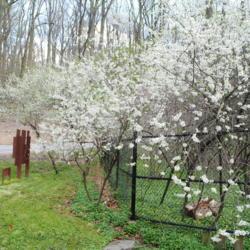 Location: Jenkins Arboretum in Berwyn, Pennsylvania
Date: 2017-04-16
shrubs in white bloom