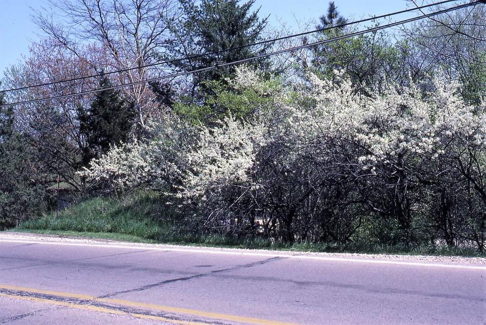 Photo of Wild Plum (Prunus americana) uploaded by ILPARW