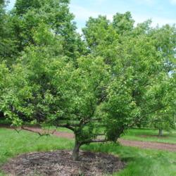 Location: Morton Arboretum in Lisle, Illinois
Date: 2015-06-19
small tree form in summer