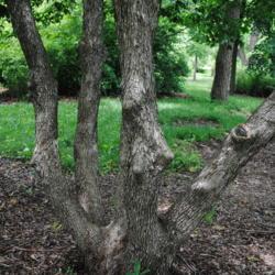 Location: Morton Arboretum in Lisle, Illinois
Date: 2015-06-19
trunks of tree form