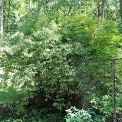 Location: Jenkins Arboretum in Berwyn, Pennsylvania
Date: 2017-07-30
shrubs in summer