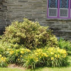 Location: Wayne, Pennsylvania
Date: 2013-06-29
the old shrub pruned down in height