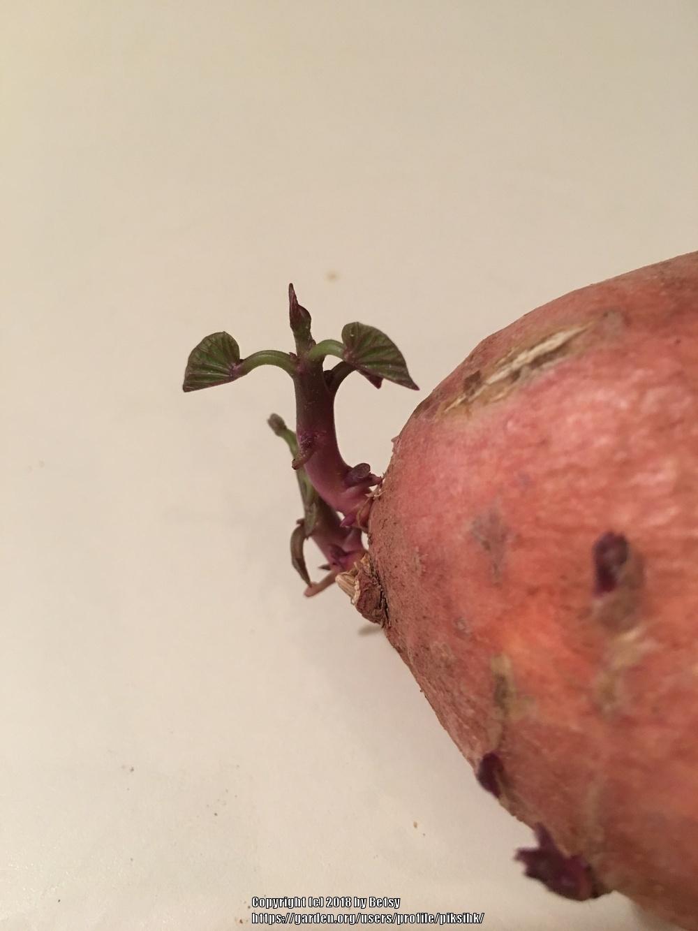 Photo of Sweet Potatoes (Ipomoea batatas) uploaded by piksihk