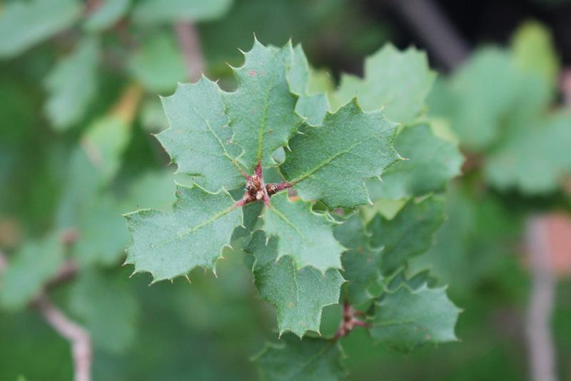 Photo of California Live Oak (Quercus agrifolia) uploaded by RuuddeBlock