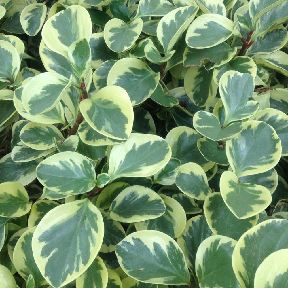 Photo of Baby Rubber Plant (Peperomia obtusifolia 'Variegata') uploaded by csandt