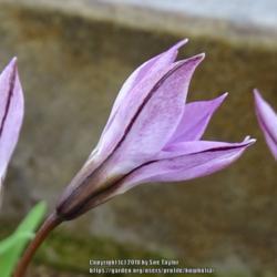 Location: RHS Harlow Carr alpine house, Yorkshire
Date: 2018-02-04