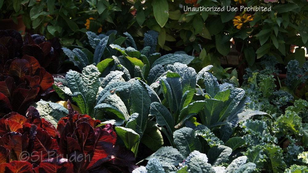 Photo of Kale (Brassica oleracea 'Toscano') uploaded by DaylilySLP